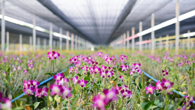 Thailand's Orchid Farms: Nature's Floral Treasures