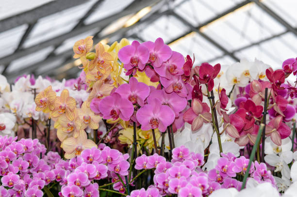 Thailand's Orchid Varieties