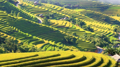Explore the Terraced Rice Fields in Vietnam: Stairways of Green